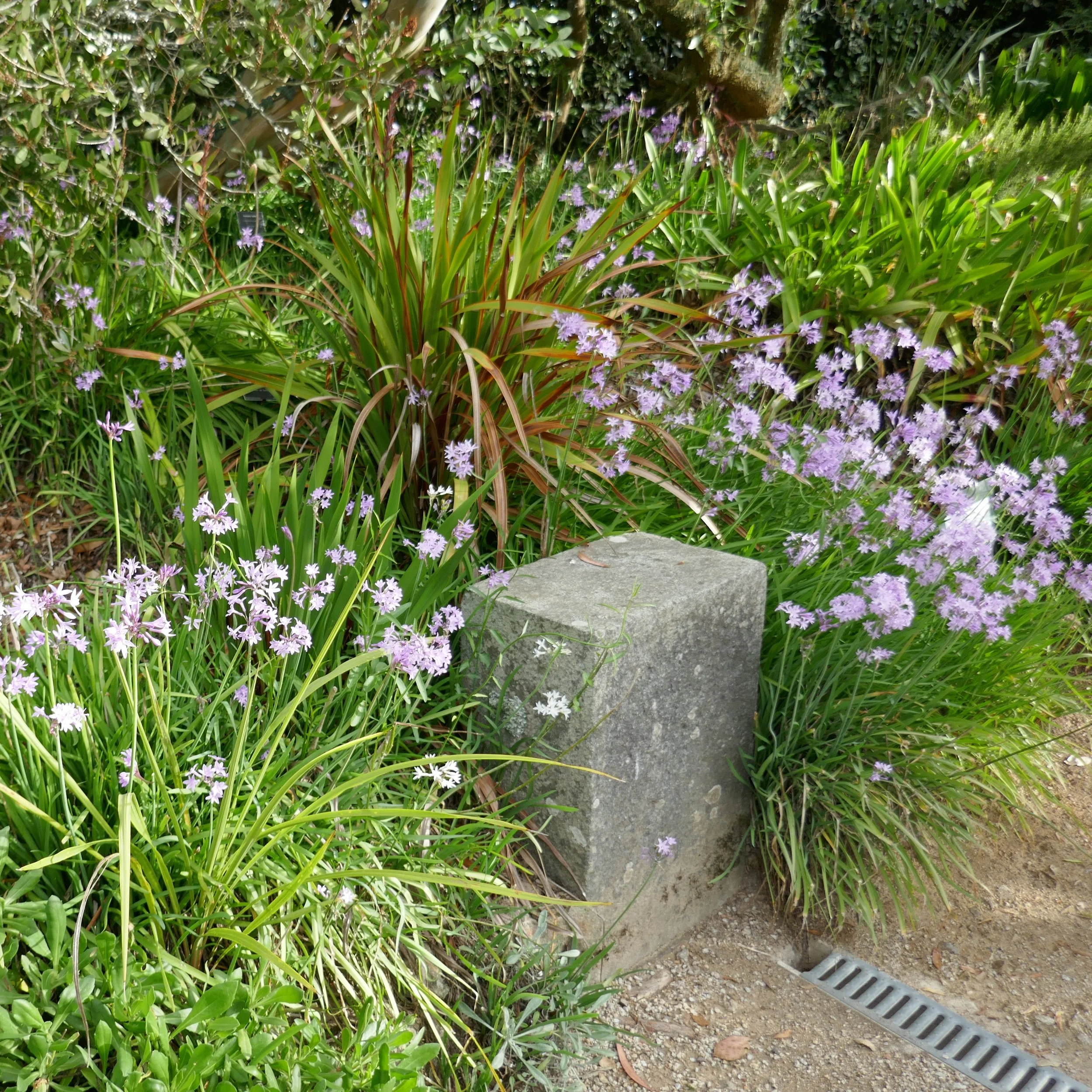Japanese Sacred Lily — Wanderlust Nursery